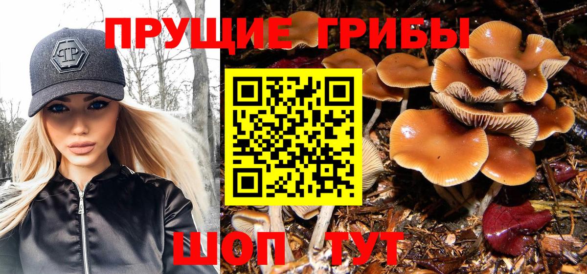 Галлюциногенные грибы Psilocybe Старая Русса
